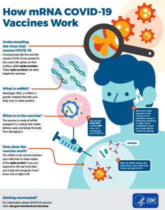 mRNA Vaccine Infographic (CDC) - RF Cafe