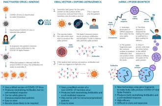 Inactivated Virus, Viral Vector, and mRNA Infographic (OT&P Healthcare) - RF Cafe