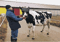 Russian Cows Wear VR Goggles to Increase Milk Production - RF Cafe