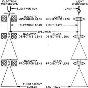 Comparison of electron microscope and ordinary light microscope - RF Cafe