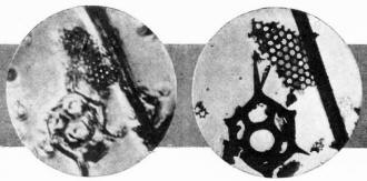 Power of RCA electron microscope is illustrated by these two micrographs - RF Cafe