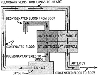 Heart, in radio-style block diagram - RF Cafe