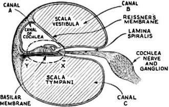 Cross-section detail of the cochlea showing the 3 canals - RF Cafe