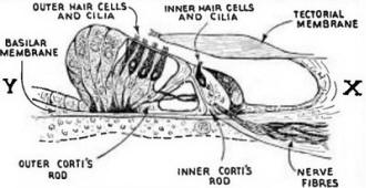 Corti's organ, showing the termination of the nerves in hair cells and hairy cilia - RF Cafe