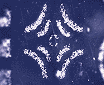 Electroadhesive Stamp to Maneuver Microscopic Structures - RF Cafe Website