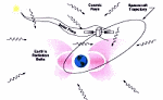 Space Radiation and Its Effects on Electronic Systems - RF Cafe Website