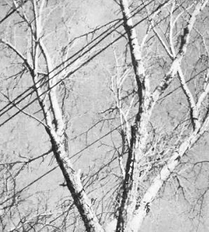 Let power company trim tree branches entire tree may become booby trap. Insulation wears, tree conducts - RF Cafe